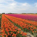 Tulipes