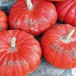 Citrouille