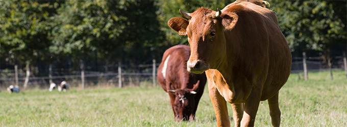 vaches armoricaines et froment du Léon - Ecomusée du pays de Rennes - France 3