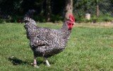 La Coucou de Rennes, une poule de caractère
