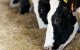 Booster sa production de lait avec des vaches connectées