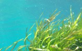 Les algues bénéfiques pour la santé animale