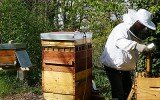 La récolte du miel : toute une technique