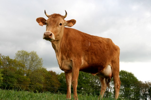 La vache Froment du Léon - © Fédération des Races de Bretagne