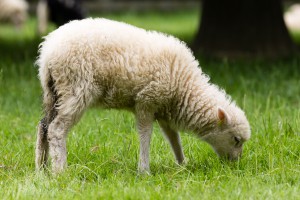 Mouton des landes de Bretagne à l'Écomusée du pays de Rennes.