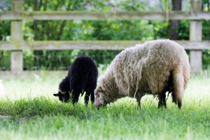 Moutons des landes de Bretagne