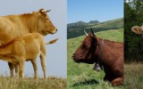 Les races à viande et les races laitières