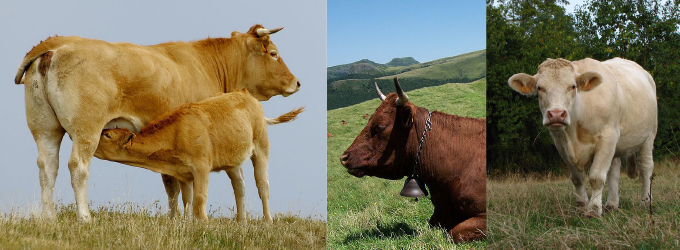 différentes races de vache