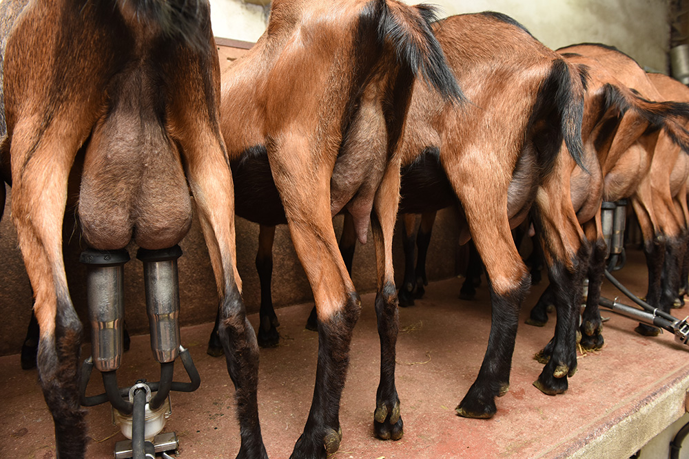 La traite des chèvres - photo Michel Jamoneau