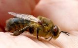 Amis apiculteurs, du 1er au 8 mai, comptez ! Luttons contre le Varroa.