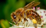Les abeilles sont-elles en danger ?