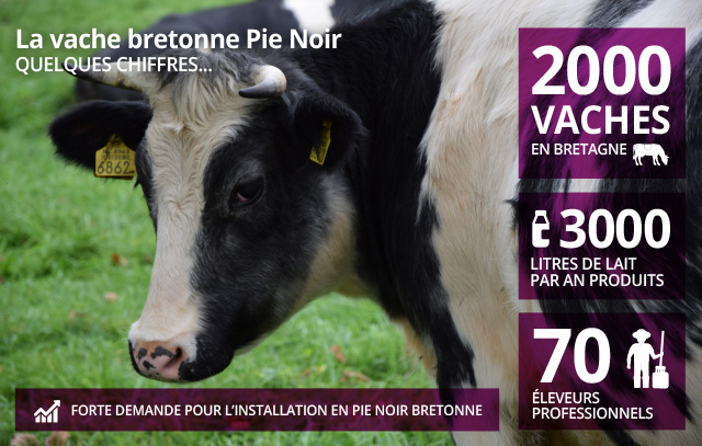 Vache bretonne Pie Noir