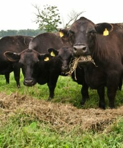 black angus