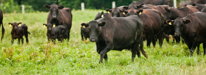 troupeaux de vaches black angus